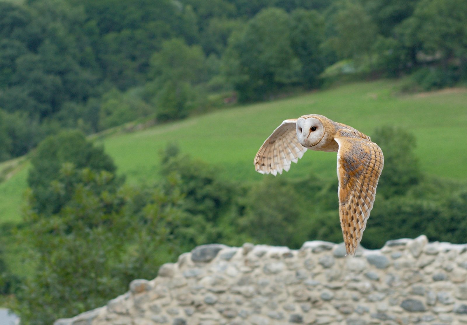 A barn owl in flight over the countryside