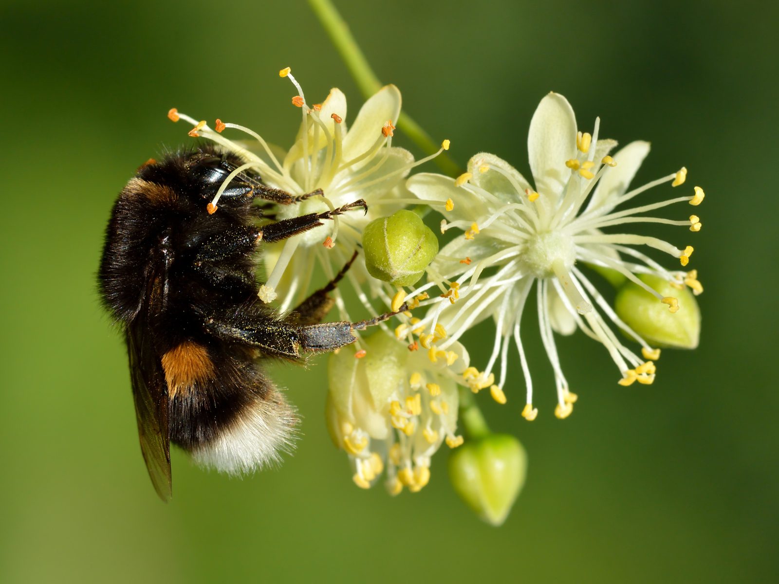 A buff-tailed bumblebee on flowers