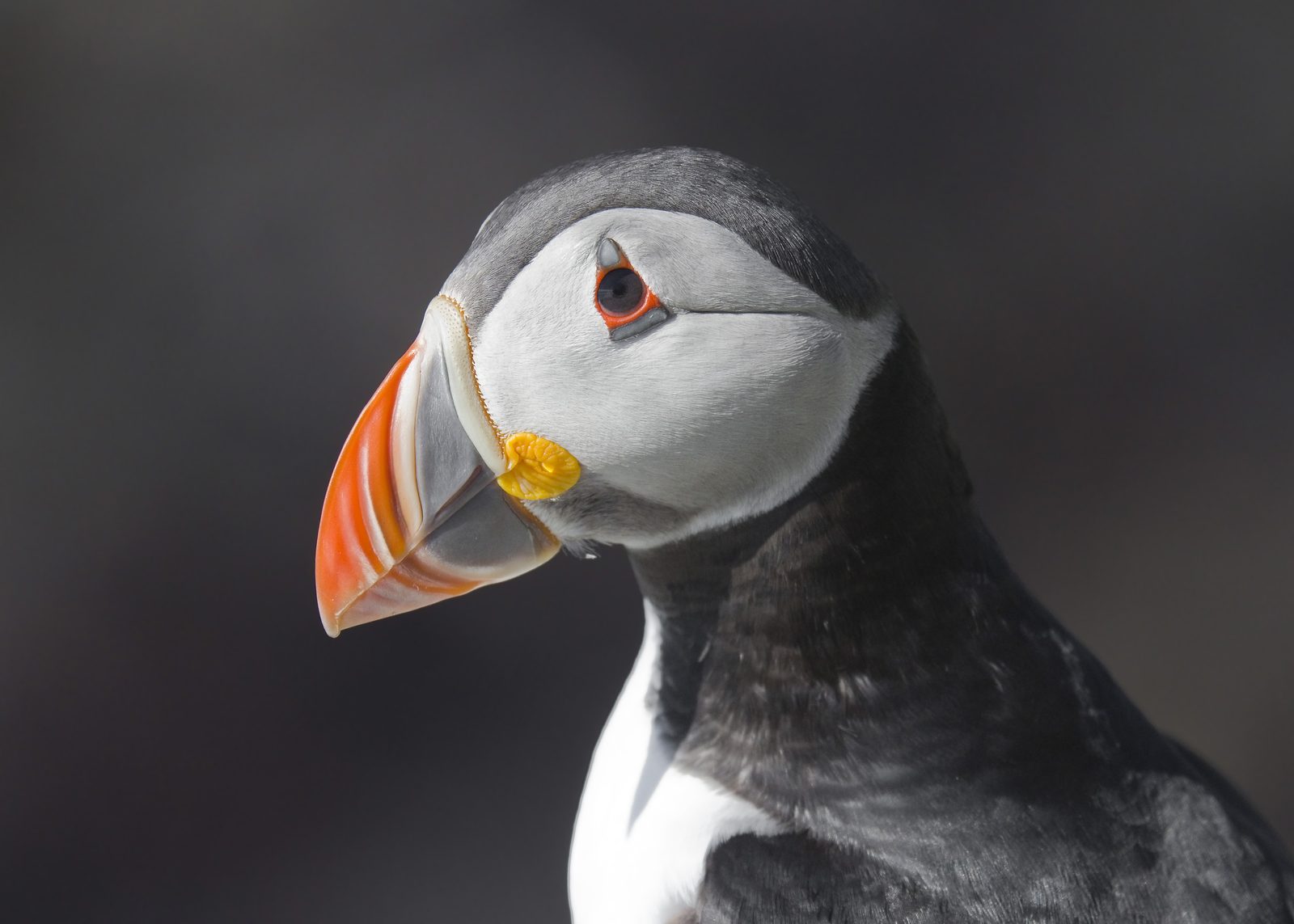 An Atlantic puffin in close-up
