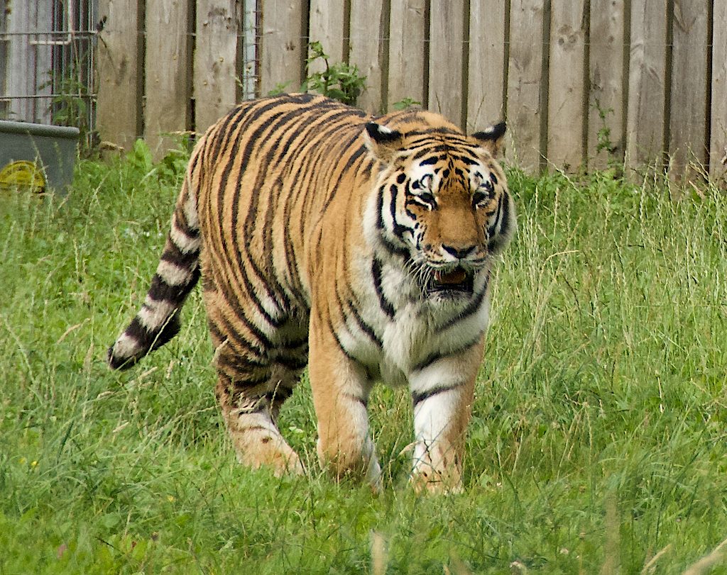 An Amur tiger at Yorkshire Wildlife Park